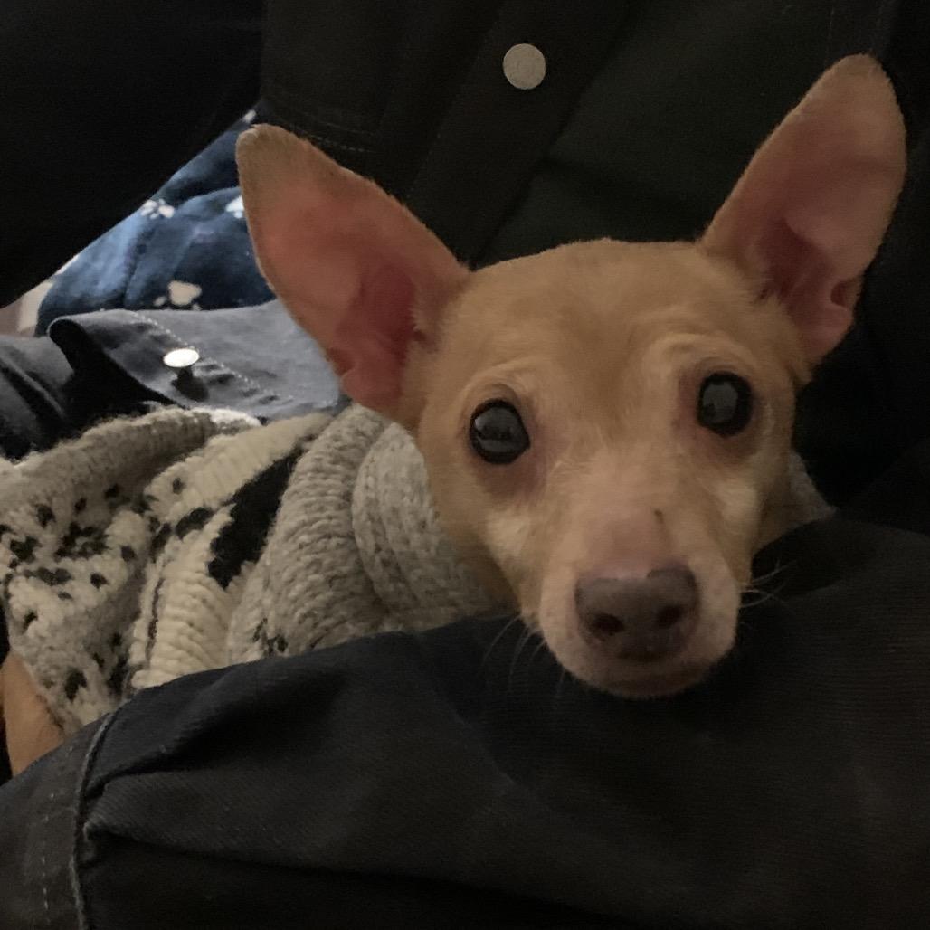 Enlarge Joey, a Adoptable Chihuahua in Austell, GA image 2/6