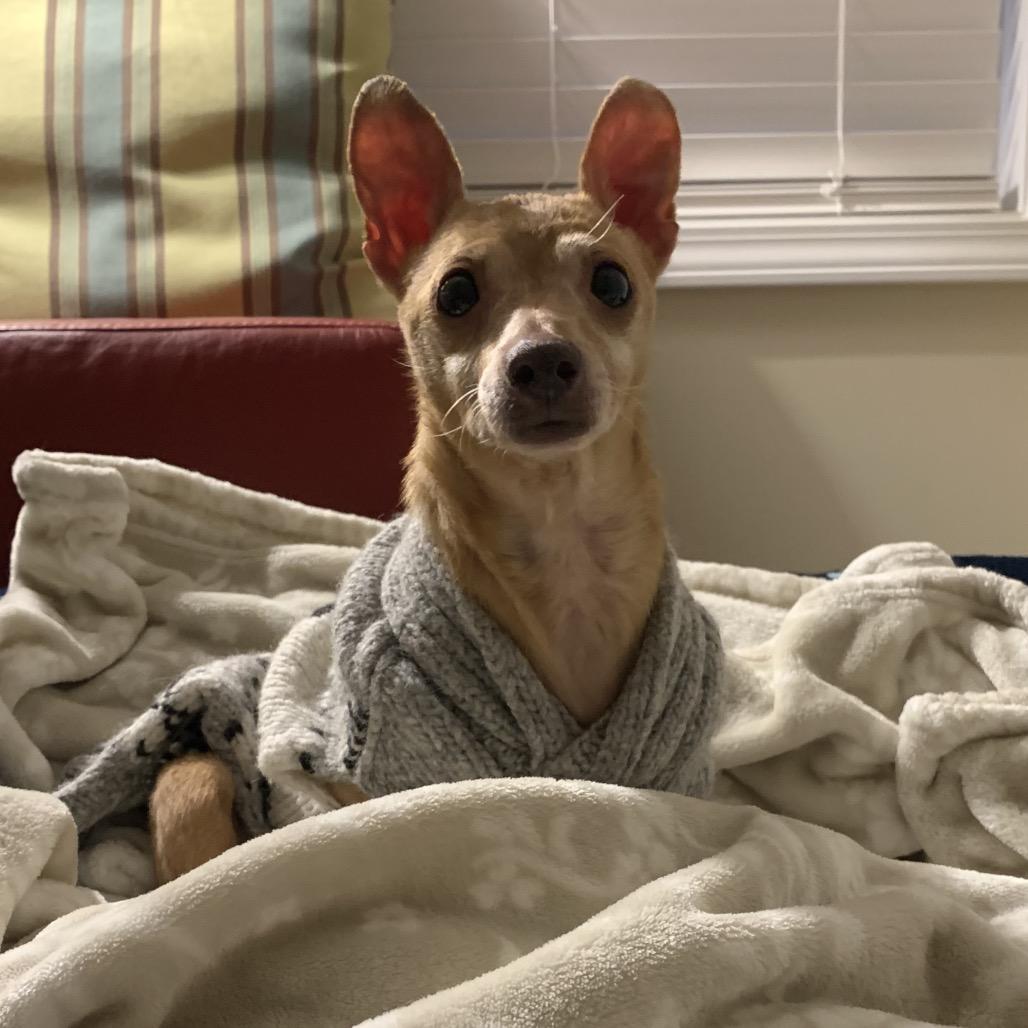 Enlarge Joey, a Adoptable Chihuahua in Austell, GA image 3/6