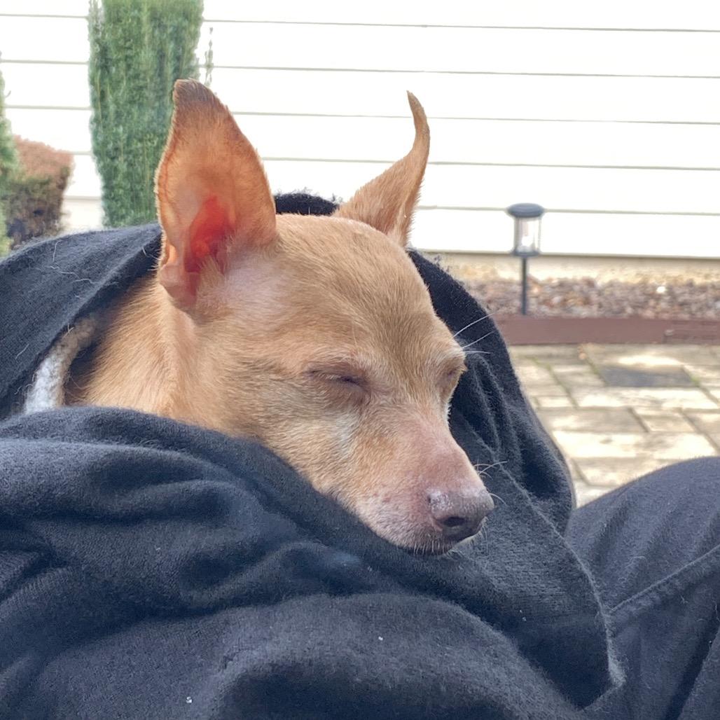 Enlarge Joey, a Adoptable Chihuahua in Austell, GA image 4/6