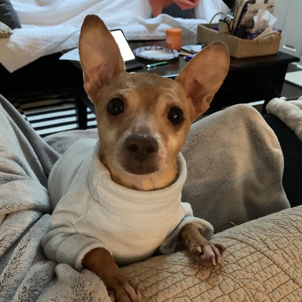 Enlarge Joey, a Adoptable Chihuahua in Austell, GA image 5/6