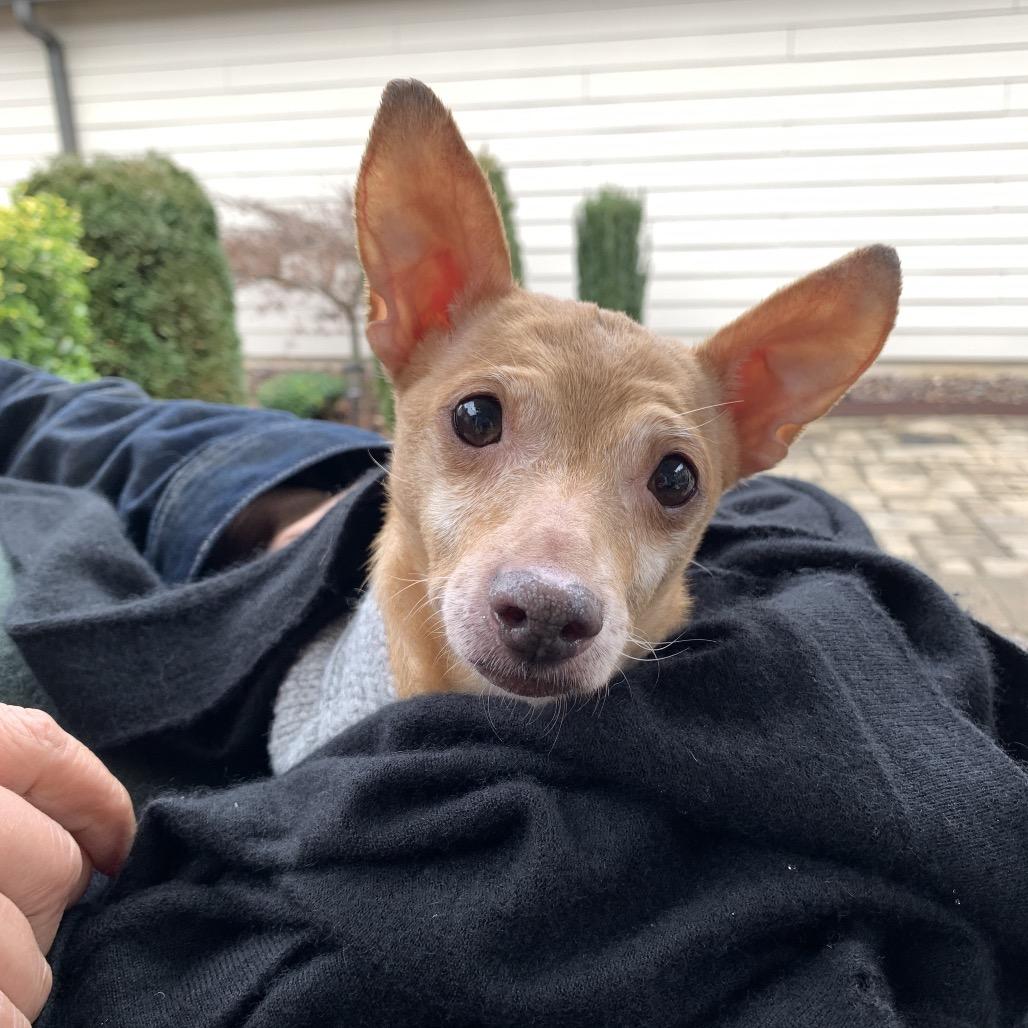 Enlarge Joey, a Adoptable Chihuahua in Austell, GA image 6/6