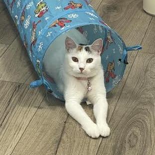 Teaspoon, Adoptable, Young Female Domestic Short Hair.
