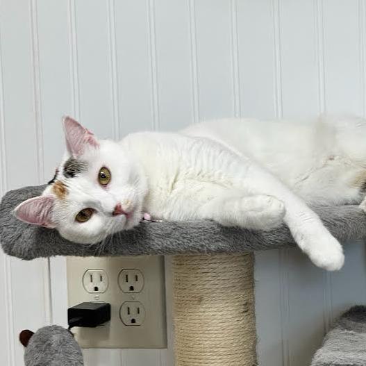 Enlarge Teaspoon, a Adoptable Domestic Short Hair in Prescott, AZ image 3/6