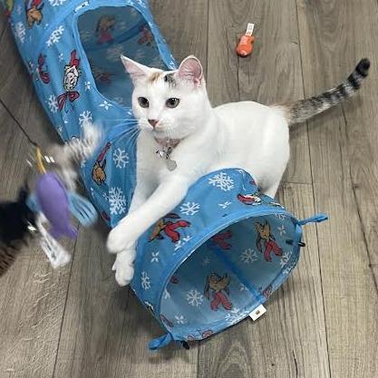 Enlarge Teaspoon, a Adoptable Domestic Short Hair in Prescott, AZ image 4/6