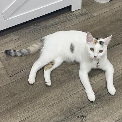 Enlarge Teaspoon, a Adoptable Domestic Short Hair in Prescott, AZ image 5/6