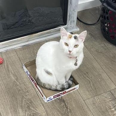 Enlarge Teaspoon, a Adoptable Domestic Short Hair in Prescott, AZ image 2/6