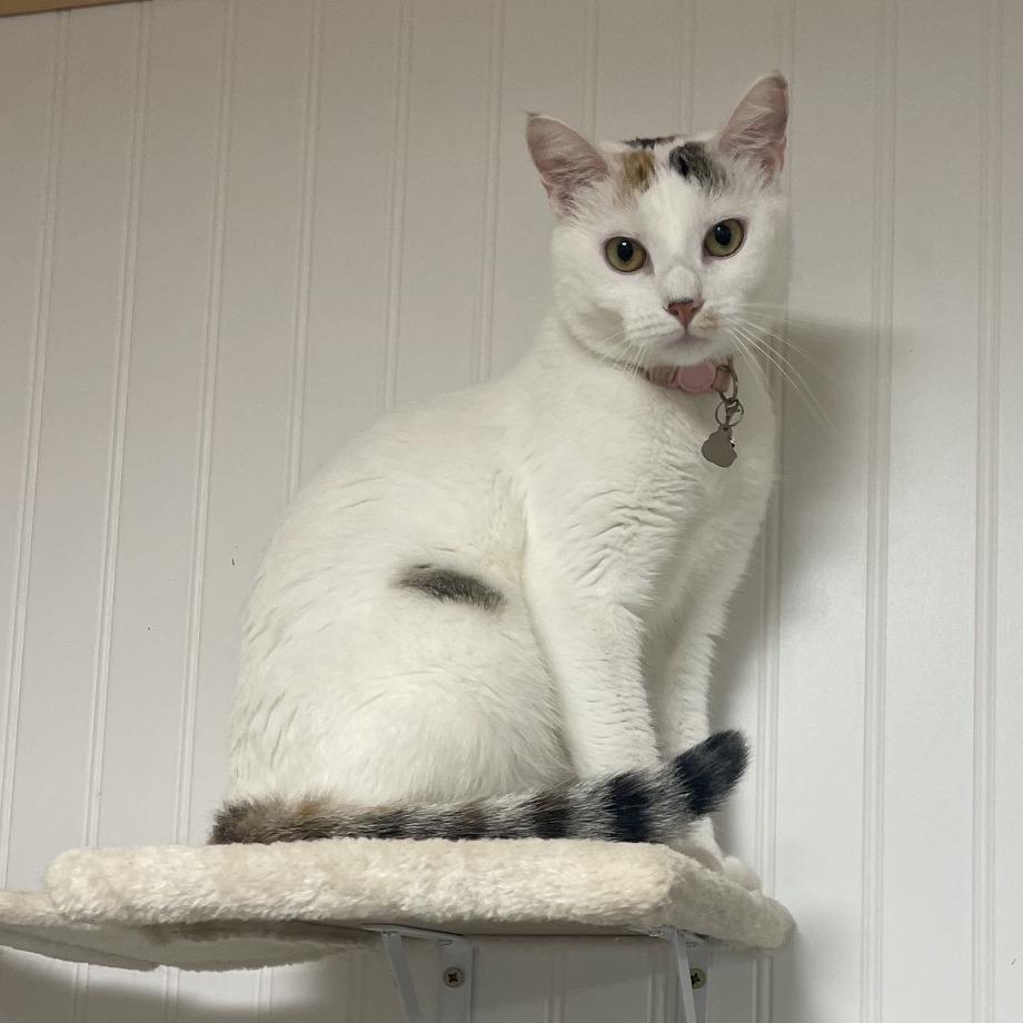 Enlarge Teaspoon, a Adoptable Domestic Short Hair in Prescott, AZ image 6/6