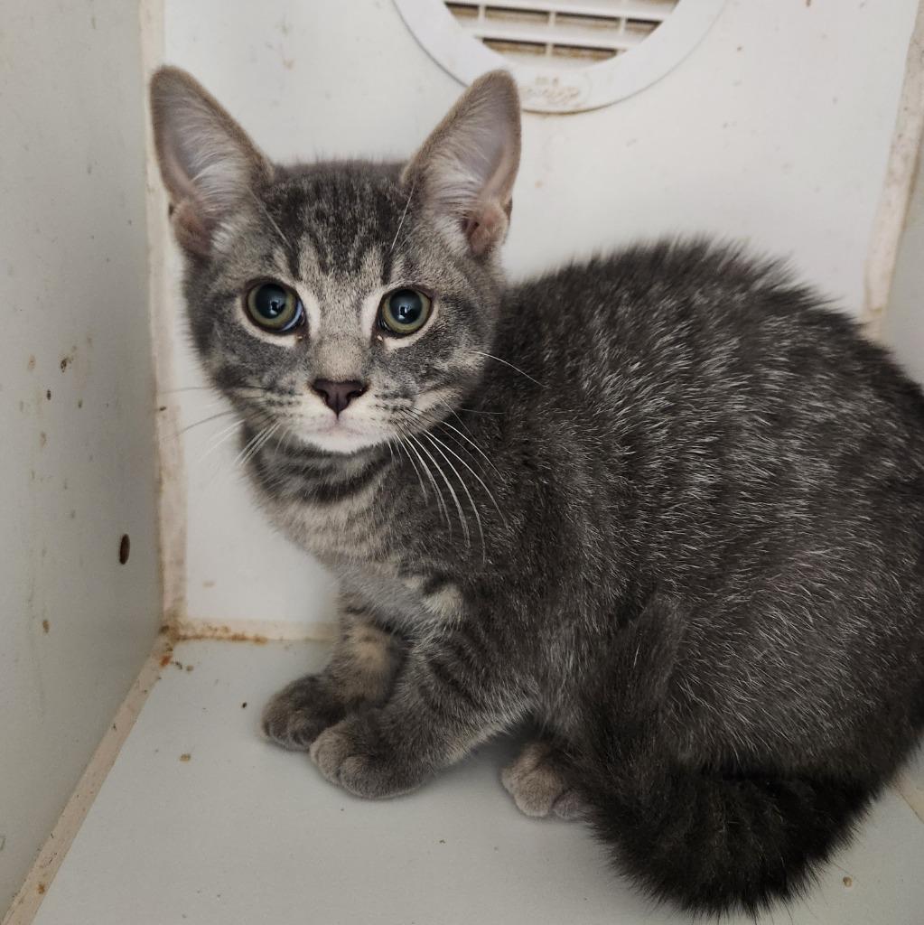 Bandit, Adoptable, Kitten Male Domestic Short Hair.