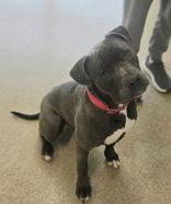 George, Adoptable, Adult Male Pit Bull Terrier.