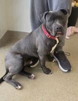 George, a Adoptable Pit Bull Terrier in Oskaloosa, IA image 2/3