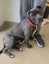 George, a Adoptable Pit Bull Terrier in Oskaloosa, IA image 3/3