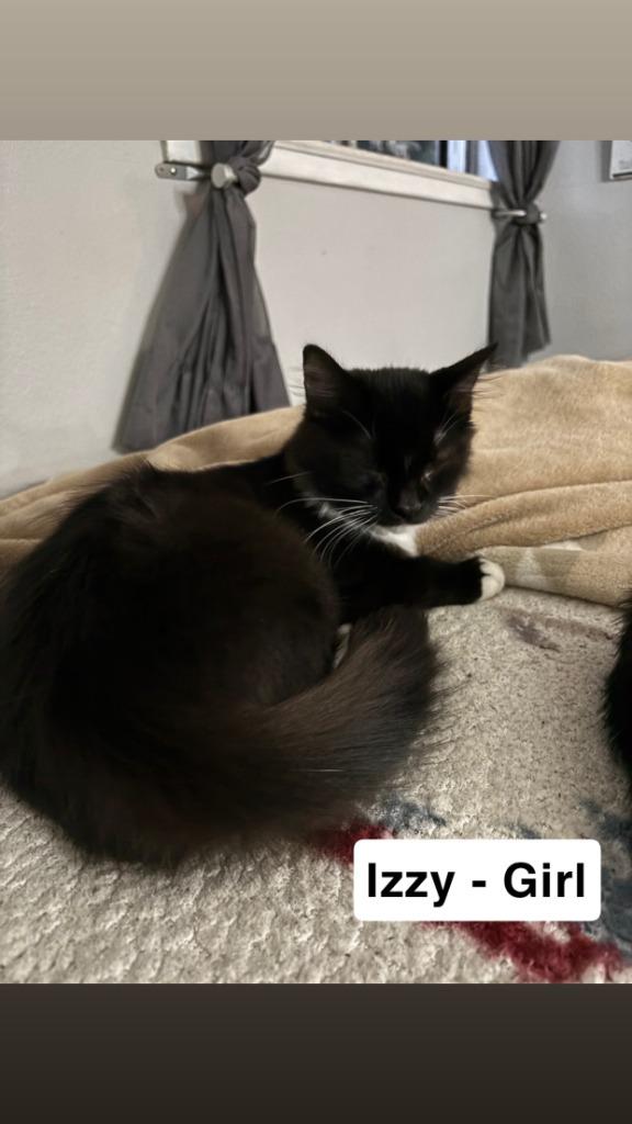 Izzy, Adoptable, Young Female Domestic Long Hair.