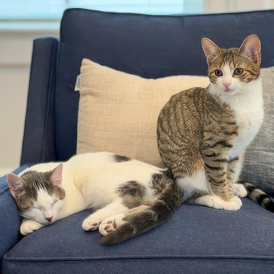 Enlarge Penne and Polenta, an adopted Domestic Short Hair in Stamford, CT image 3/5