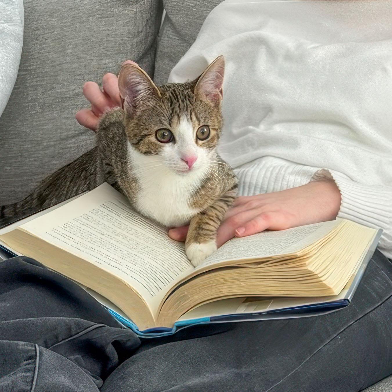 Enlarge Penne and Polenta, an adopted Domestic Short Hair in Stamford, CT image 4/5