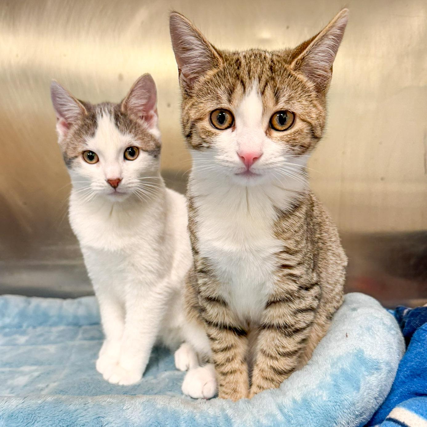 Penne and Polenta, ADOPTABLE, Young Female Domestic Short Hair.