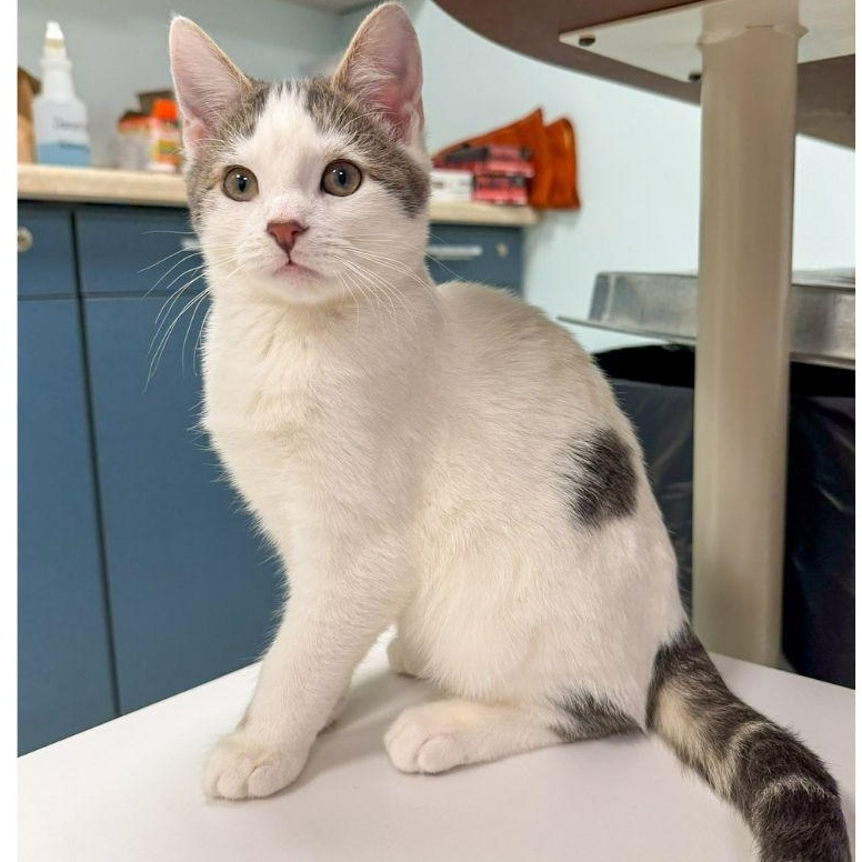 Enlarge Penne and Polenta, an adopted Domestic Short Hair in Stamford, CT image 5/5