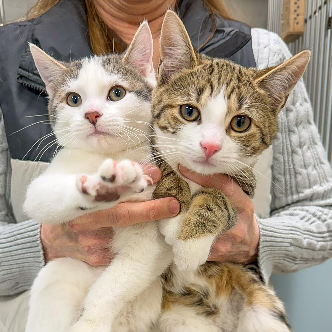 Enlarge Penne and Polenta, an adopted Domestic Short Hair in Stamford, CT image 2/5