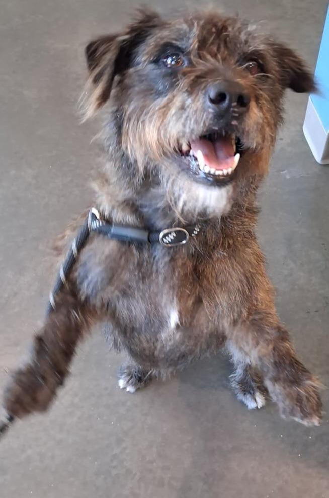 Jaxon (Jake), a Adoptable mixed breed in Murphysboro, IL image 1/6