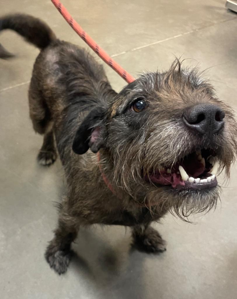 Jaxon (Jake), a Adoptable mixed breed in Murphysboro, IL image 2/6