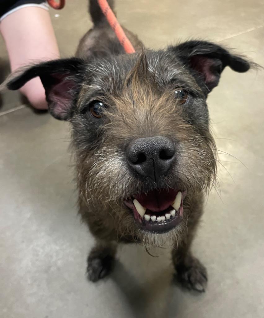 Jaxon (Jake), a Adoptable mixed breed in Murphysboro, IL image 3/6