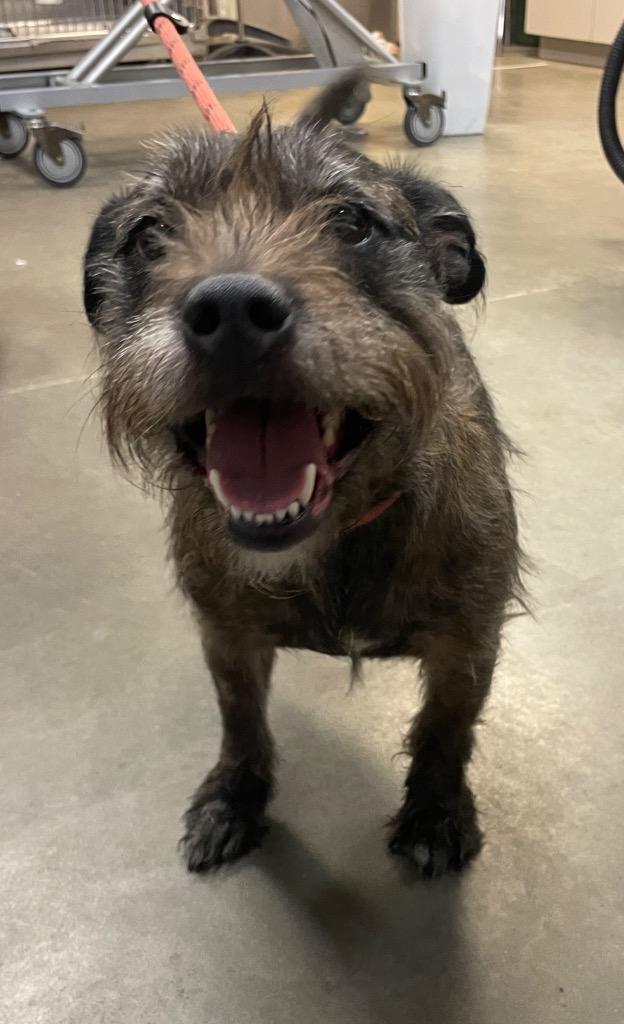 Jaxon (Jake), a Adoptable mixed breed in Murphysboro, IL image 4/6