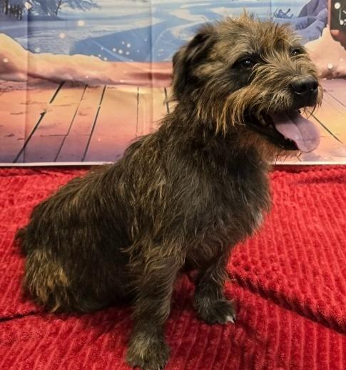 Jaxon (Jake), a Adoptable mixed breed in Murphysboro, IL image 5/6