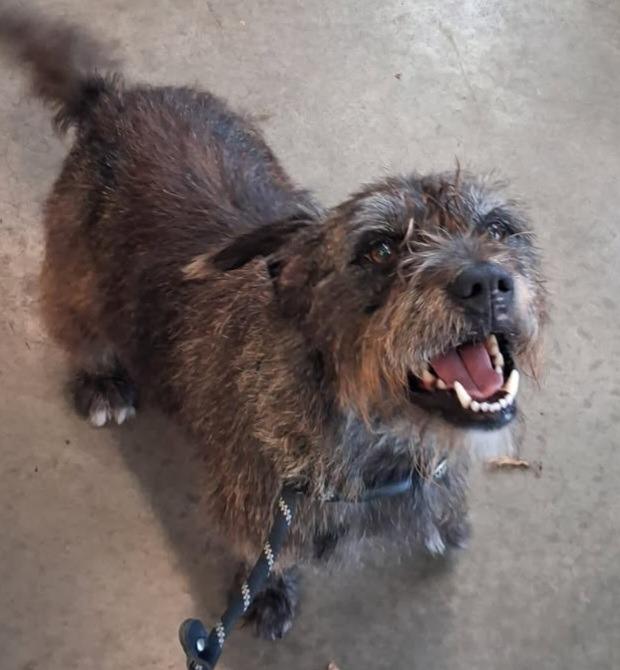 Jaxon (Jake), a Adoptable mixed breed in Murphysboro, IL image 6/6