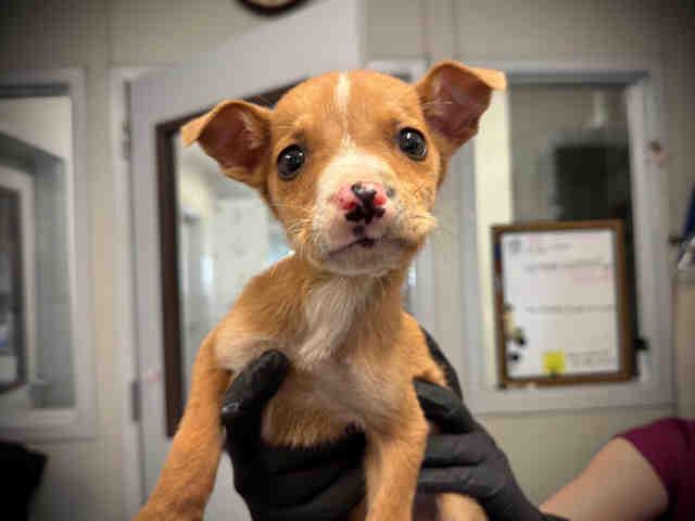 A1946344, Adoptable, Puppy Male Terrier & Mixed Breed.