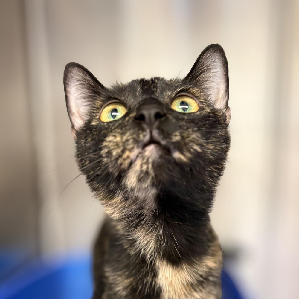 Alysa Liu, Adoptable, Adult Female Domestic Short Hair.