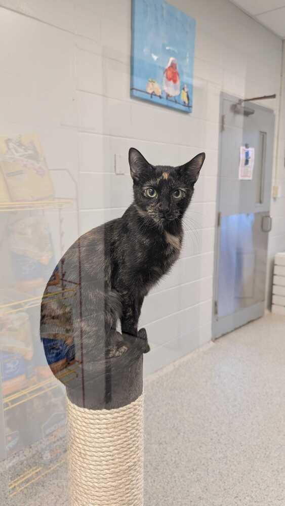 Enlarge Alysa Liu, a Adoptable mixed breed in Bowling Green, OH image 2/5