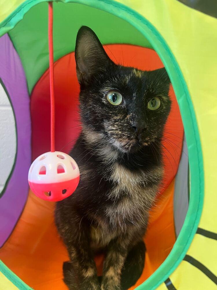 Enlarge Alysa Liu, a Adoptable mixed breed in Bowling Green, OH image 3/5