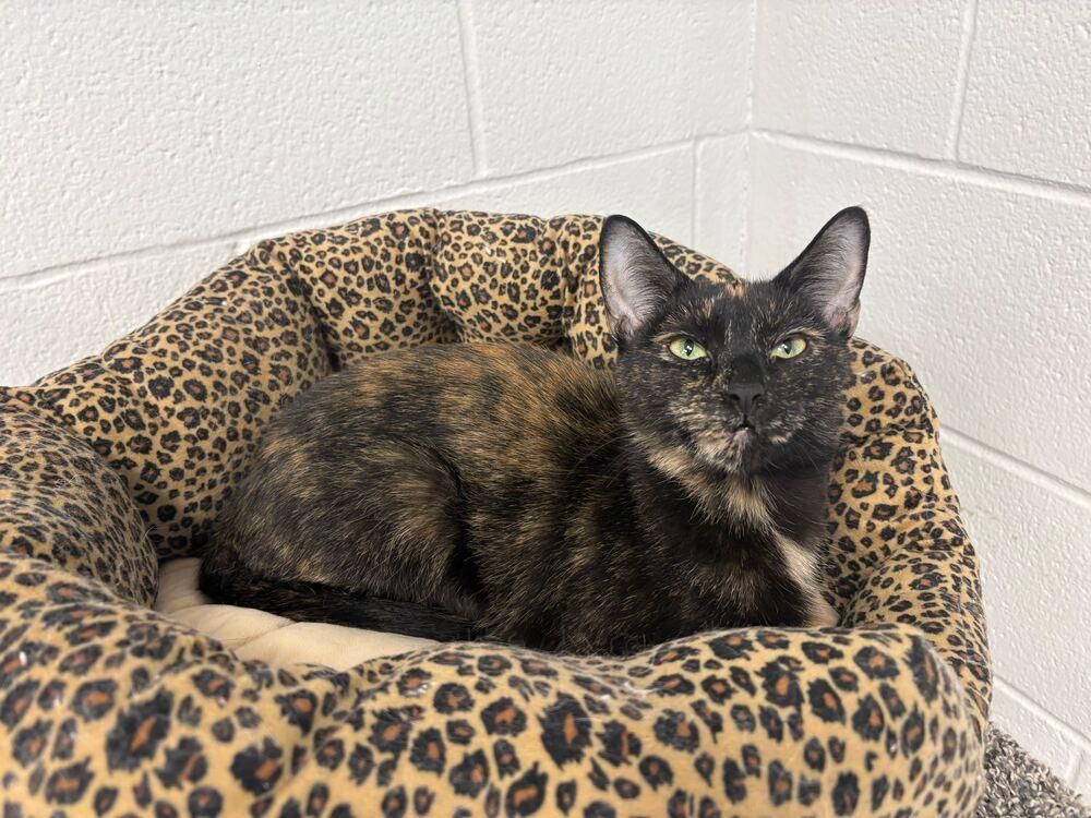 Enlarge Alysa Liu, a Adoptable mixed breed in Bowling Green, OH image 4/5