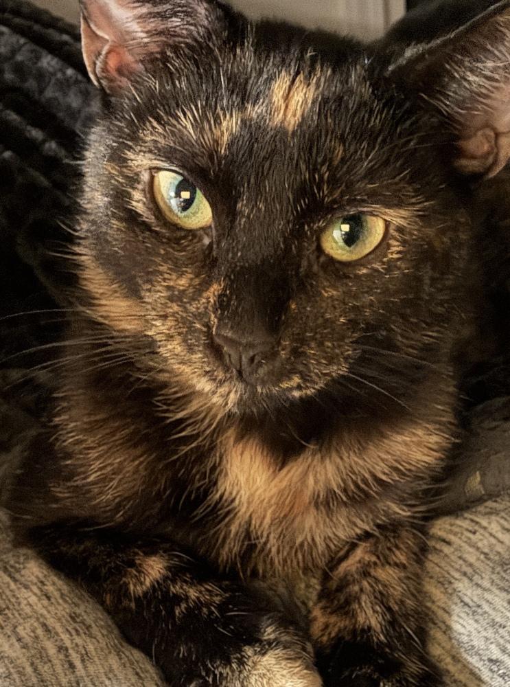 Enlarge Alysa Liu, a Adoptable mixed breed in Bowling Green, OH image 5/5