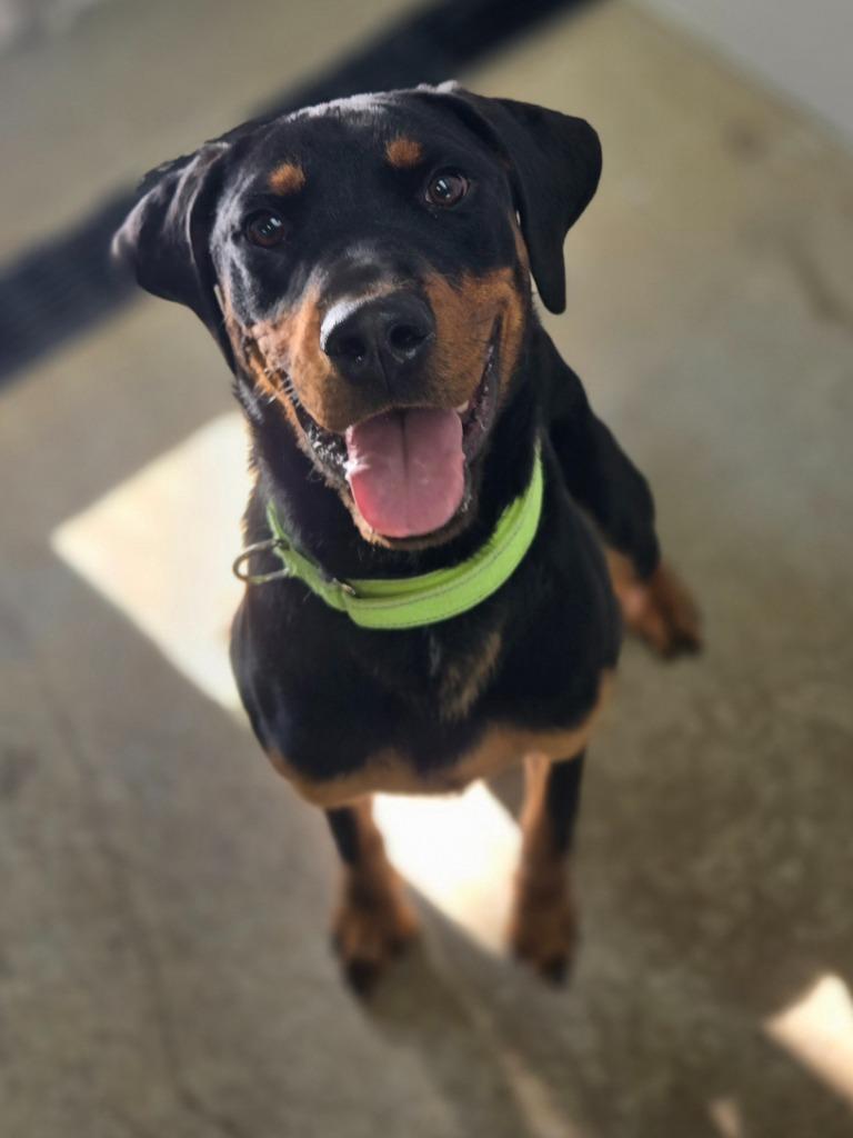 Enlarge Romeo, a Adoptable mixed breed in Viroqua, WI image 1/1