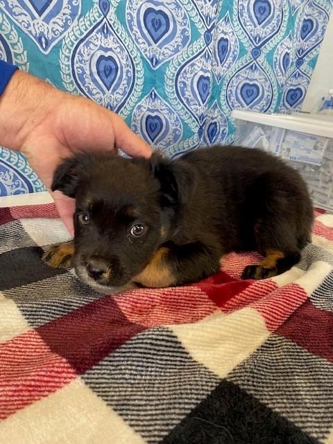 Kit Kat, Adoptable, Puppy Female Shepherd & Mixed Breed.