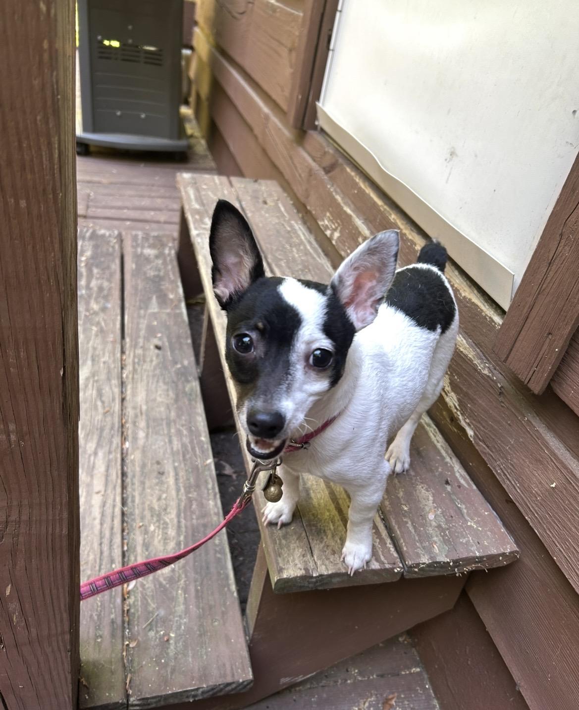 Roxy, ADOPTABLE, Puppy Female Chihuahua & Fox Terrier.
