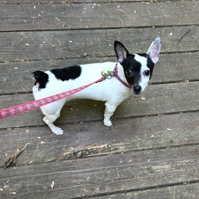 Enlarge Roxy, a ADOPTABLE mixed breed in Kannapolis, NC image 3/4
