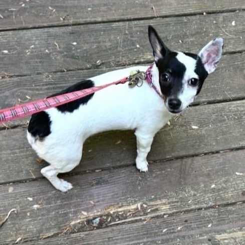 Enlarge Roxy, a ADOPTABLE mixed breed in Kannapolis, NC image 2/4