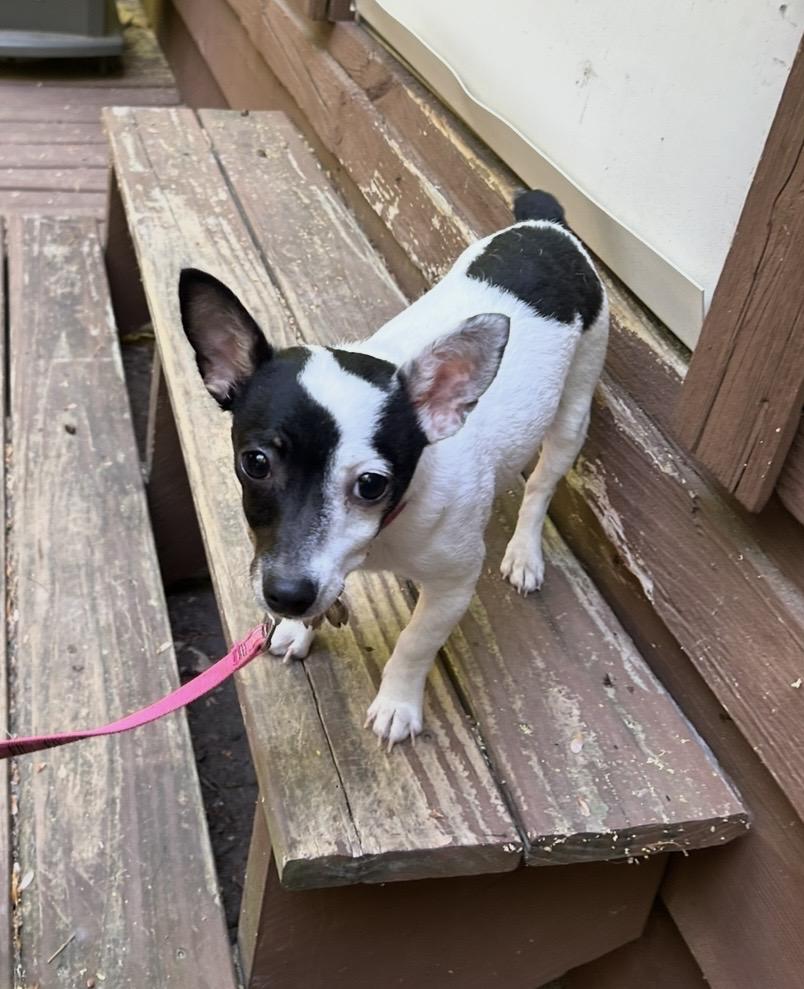 Enlarge Roxy, a ADOPTABLE mixed breed in Kannapolis, NC image 4/4