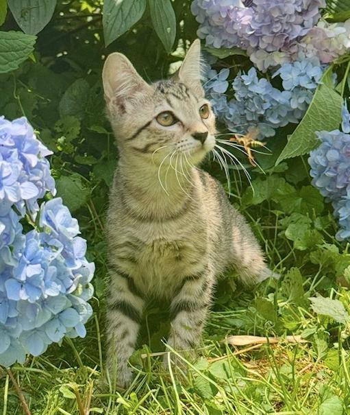 Enlarge Paris, a Adoptable Domestic Short Hair in Herndon, VA image 1/3