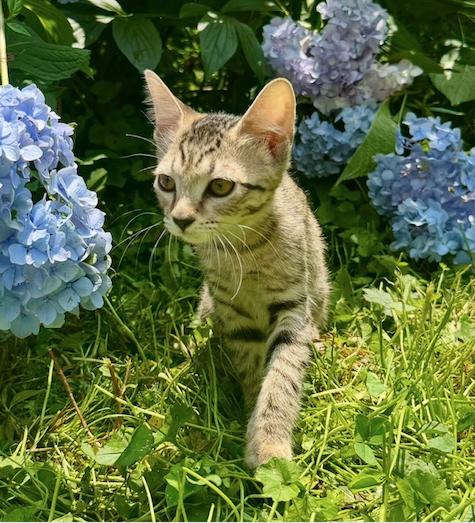Enlarge Paris, a Adoptable Domestic Short Hair in Herndon, VA image 2/3