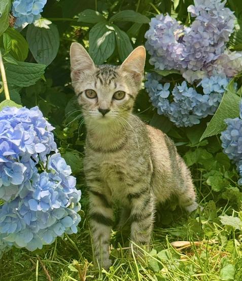 Enlarge Paris, a Adoptable Domestic Short Hair in Herndon, VA image 3/3