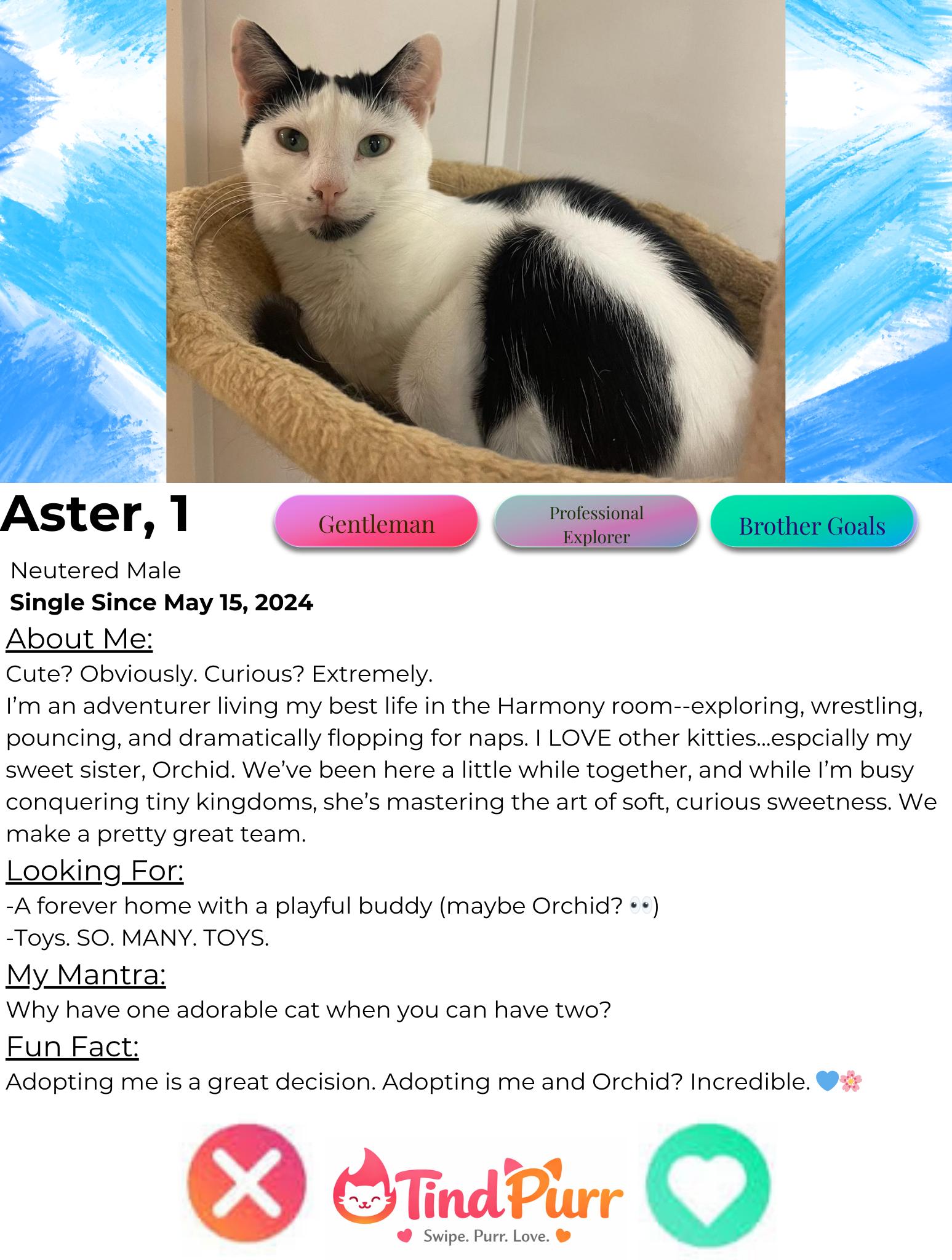 Aster