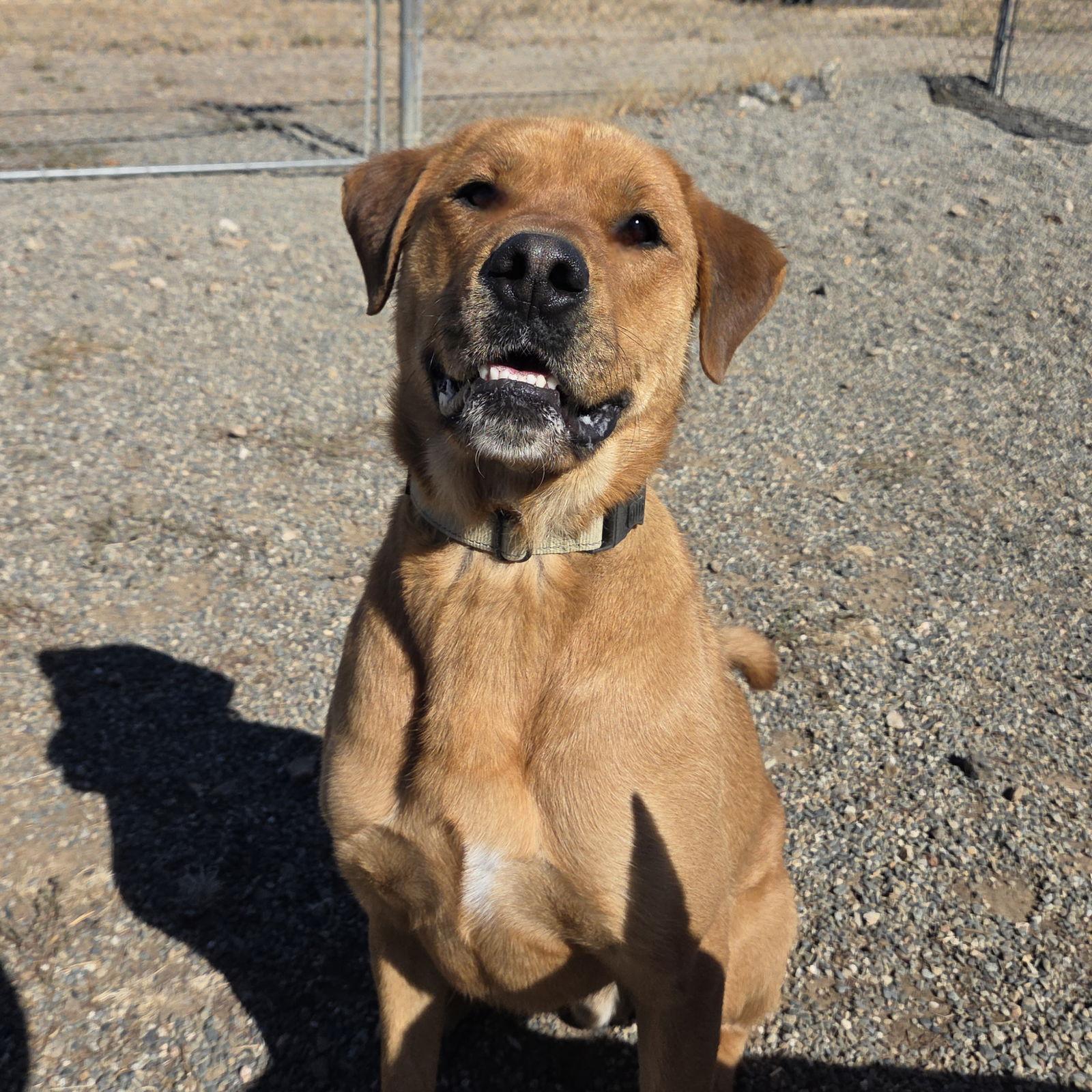 Enlarge Bogart, a Adoptable mixed breed in Yreka, CA image 1/3