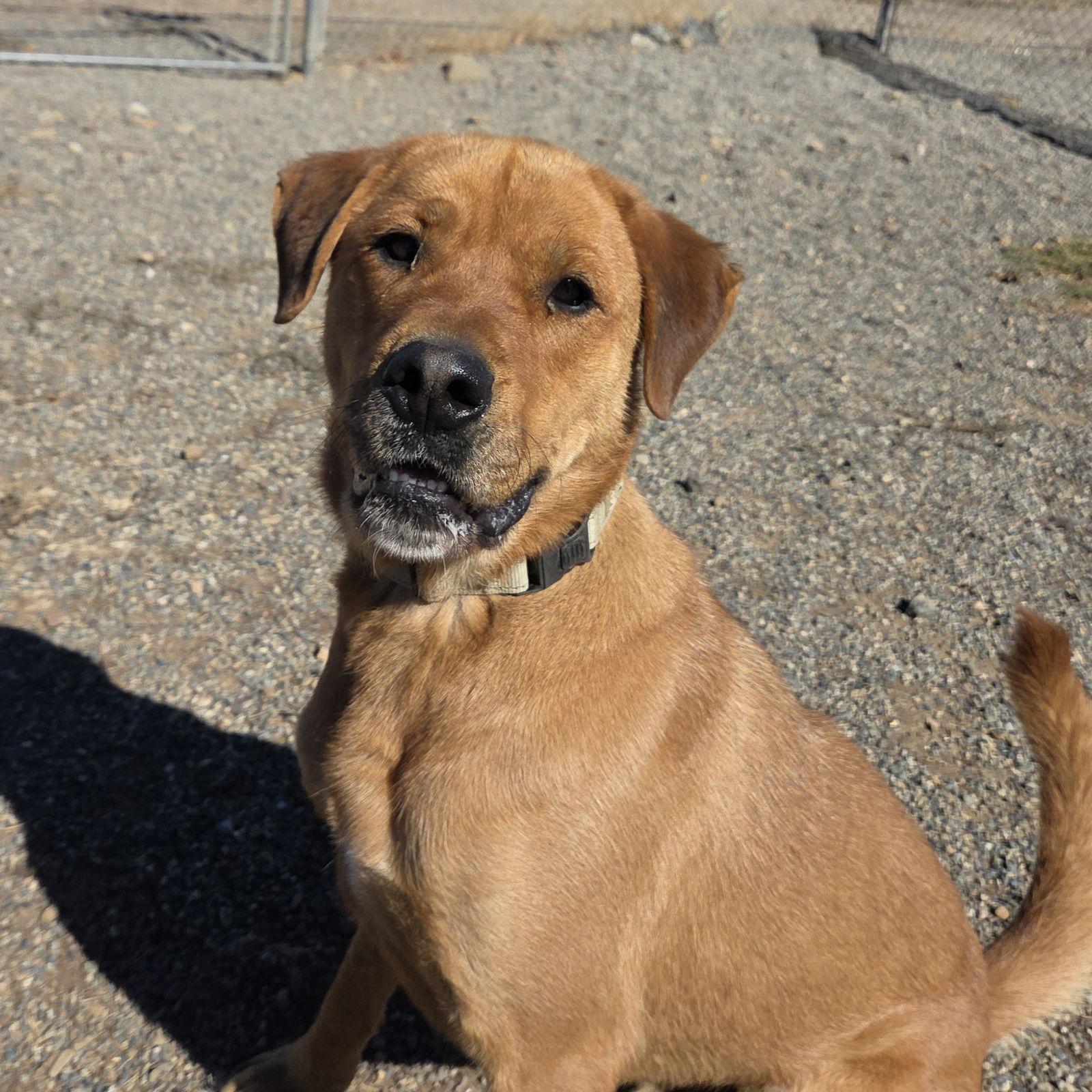 Enlarge Bogart, a Adoptable mixed breed in Yreka, CA image 2/3