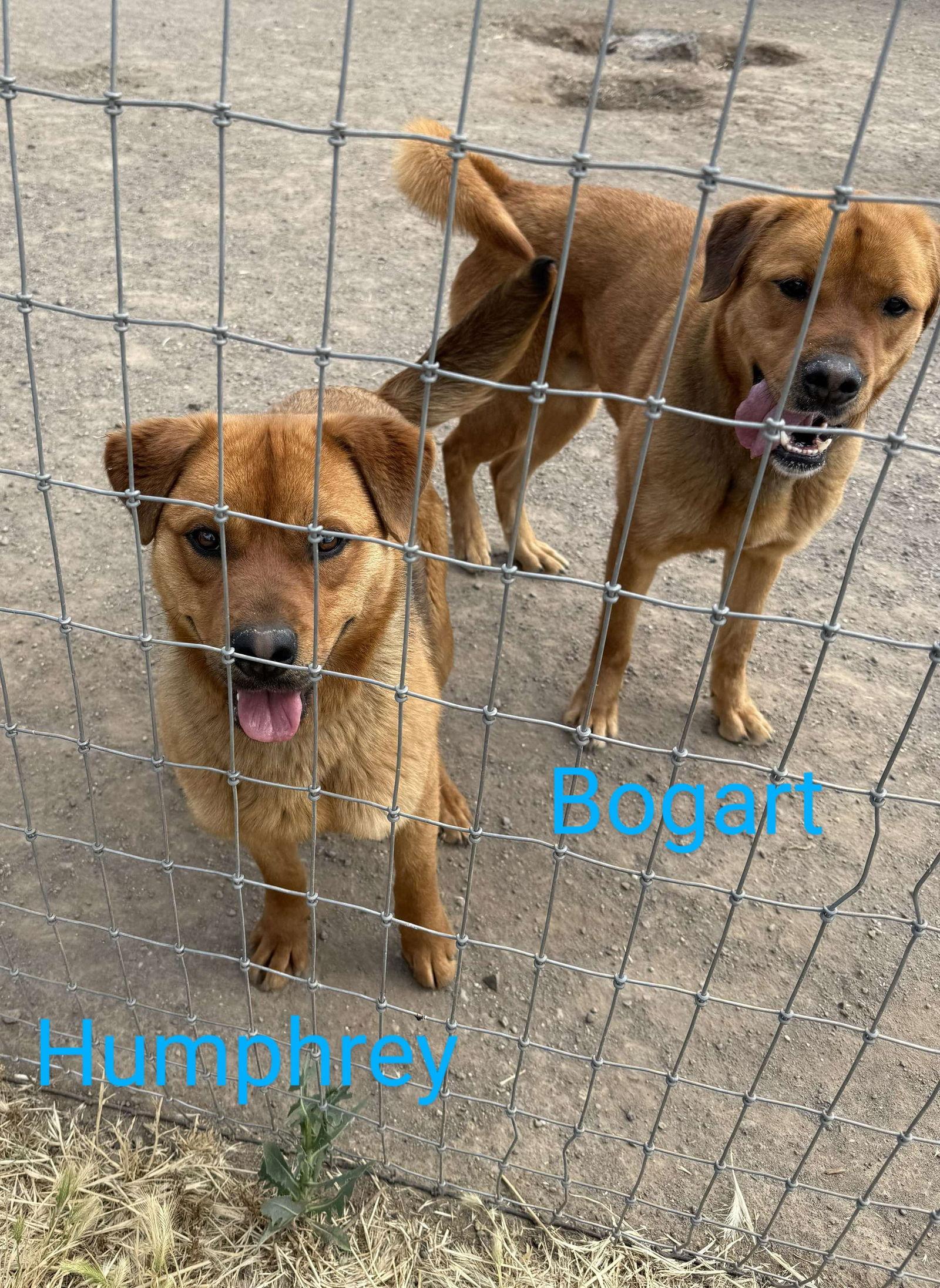 Enlarge Bogart, a Adoptable mixed breed in Yreka, CA image 3/3