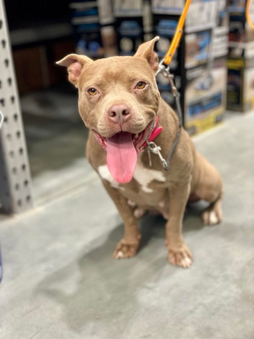 Trained Adoptable Dog - Skadi, a Adopted Staffordshire Bull Terrier in Elizabethtown, KY image 1/10