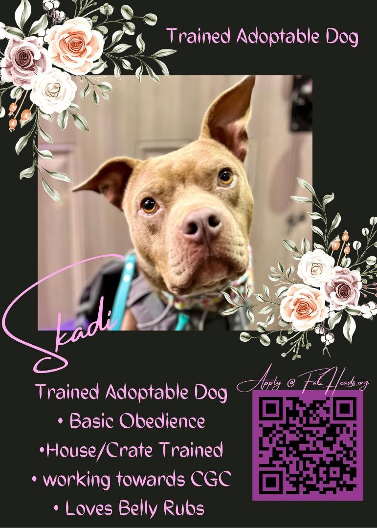 Trained Adoptable Dog - Skadi, a Adopted Staffordshire Bull Terrier in Elizabethtown, KY image 2/10