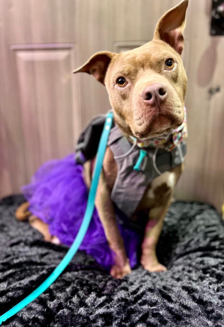 Trained Adoptable Dog - Skadi, a Adopted Staffordshire Bull Terrier in Elizabethtown, KY image 3/10