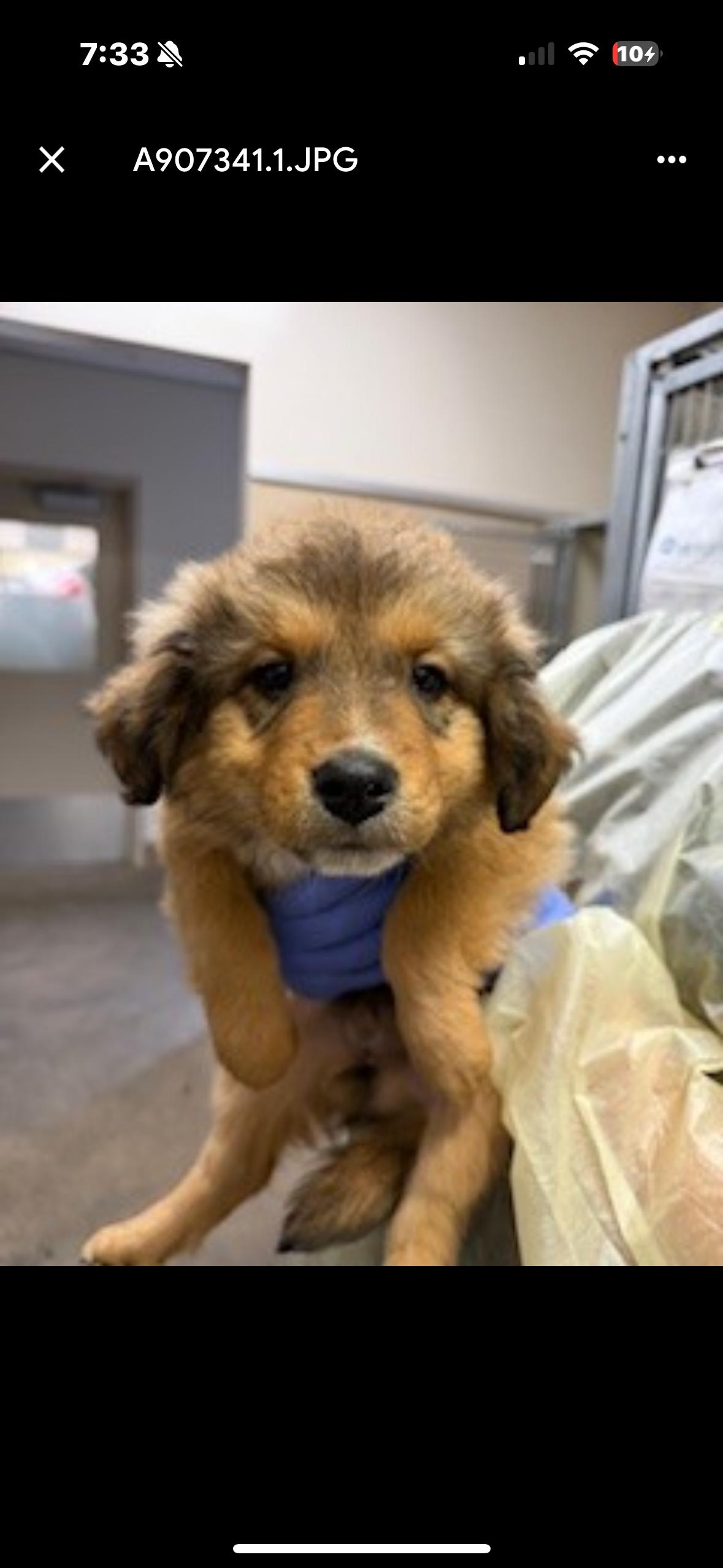 Cupid, ADOPTABLE, Puppy Female Australian Shepherd.